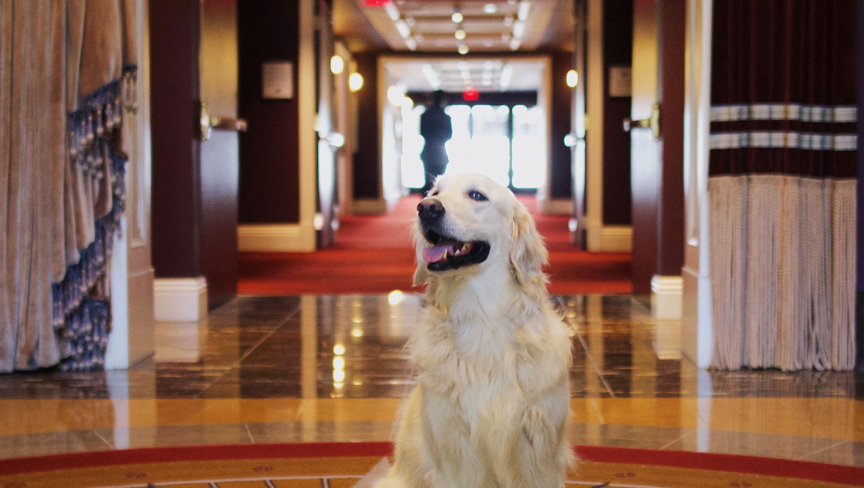 Golden retriever in Monaco Philadelphia Lobby