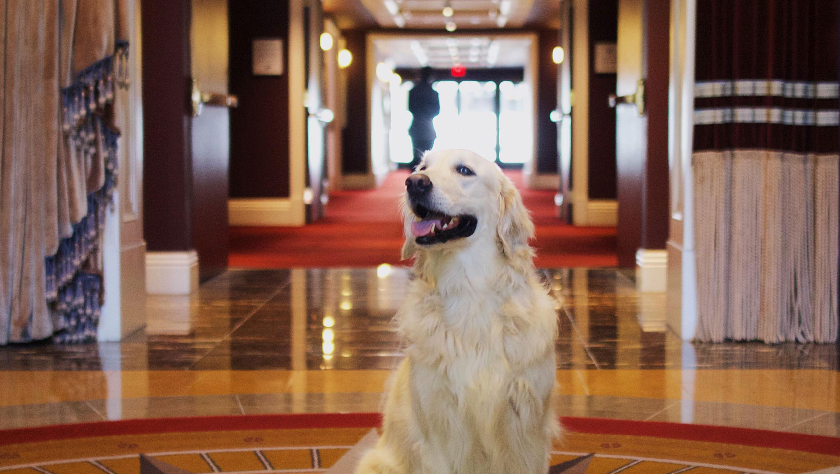 Golden retriever in Monaco Philadelphia Lobby