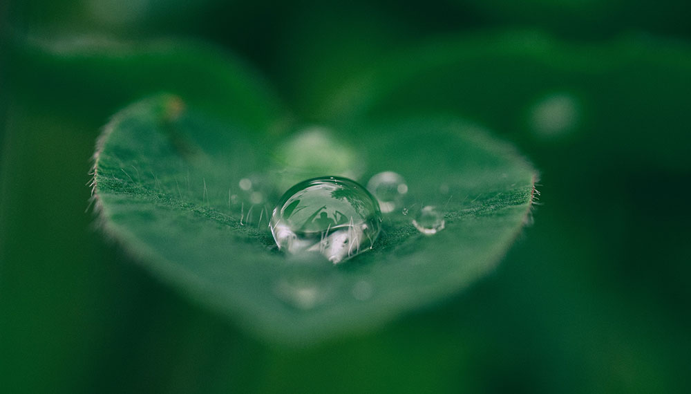 water droplet on leaf